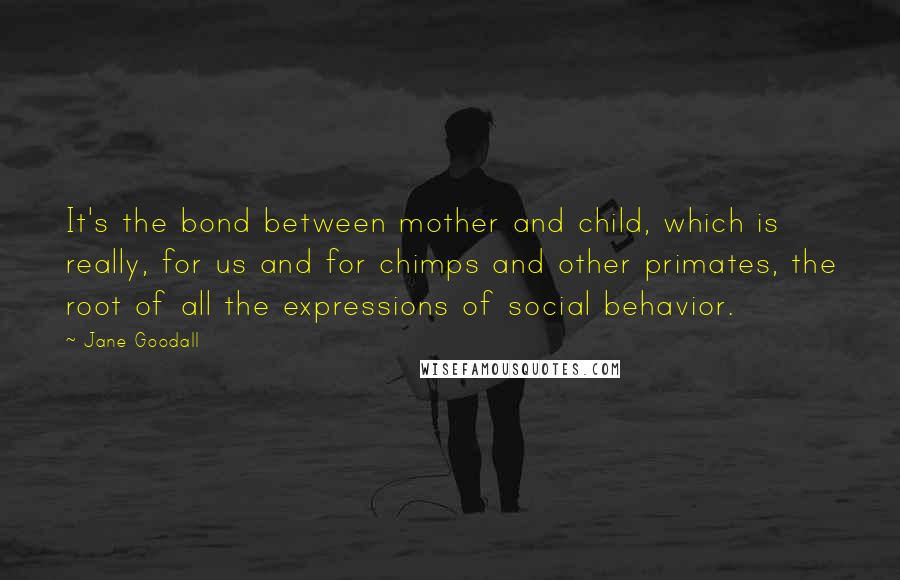 Jane Goodall Quotes: It's the bond between mother and child, which is really, for us and for chimps and other primates, the root of all the expressions of social behavior.