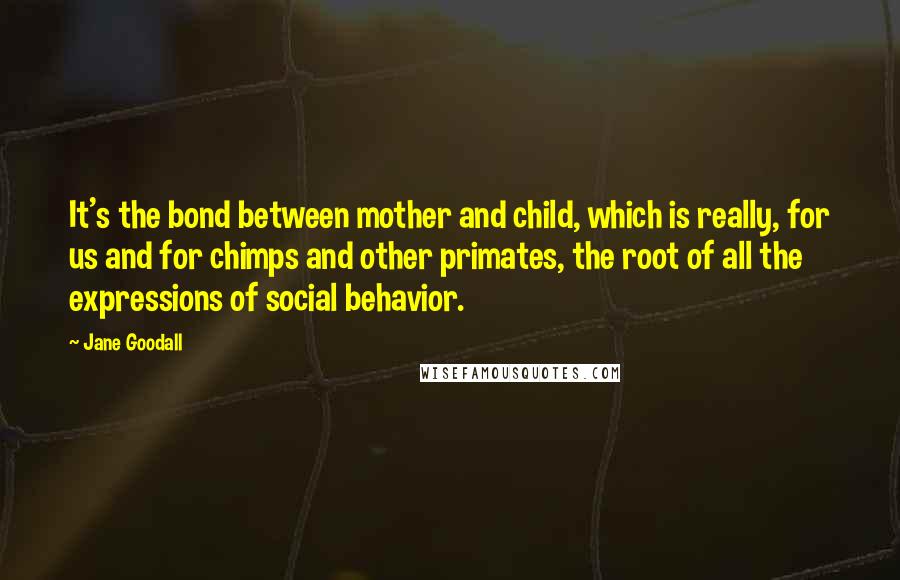 Jane Goodall Quotes: It's the bond between mother and child, which is really, for us and for chimps and other primates, the root of all the expressions of social behavior.