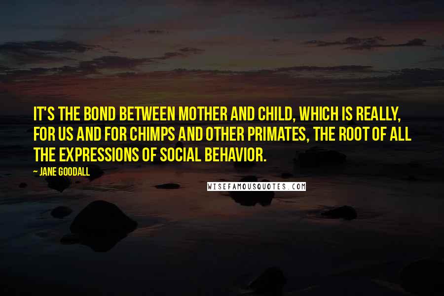 Jane Goodall Quotes: It's the bond between mother and child, which is really, for us and for chimps and other primates, the root of all the expressions of social behavior.