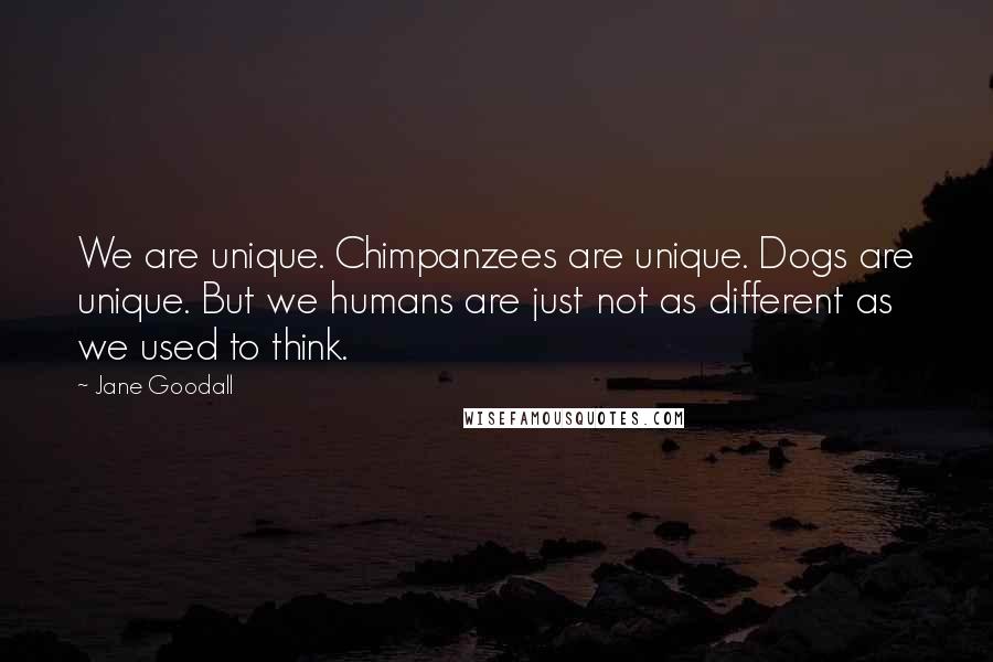 Jane Goodall Quotes: We are unique. Chimpanzees are unique. Dogs are unique. But we humans are just not as different as we used to think.