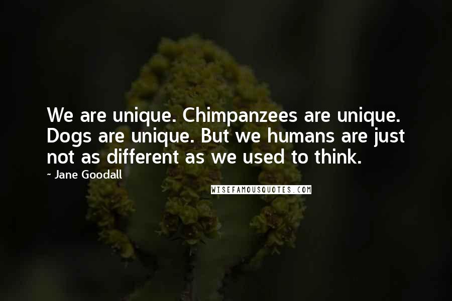 Jane Goodall Quotes: We are unique. Chimpanzees are unique. Dogs are unique. But we humans are just not as different as we used to think.