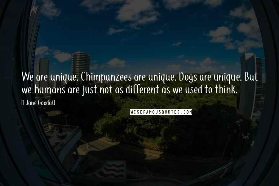 Jane Goodall Quotes: We are unique. Chimpanzees are unique. Dogs are unique. But we humans are just not as different as we used to think.