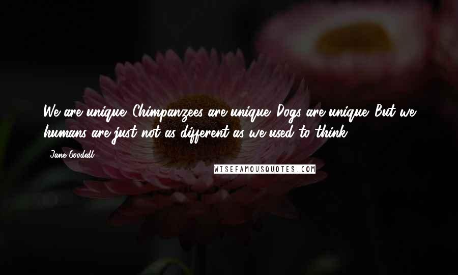 Jane Goodall Quotes: We are unique. Chimpanzees are unique. Dogs are unique. But we humans are just not as different as we used to think.