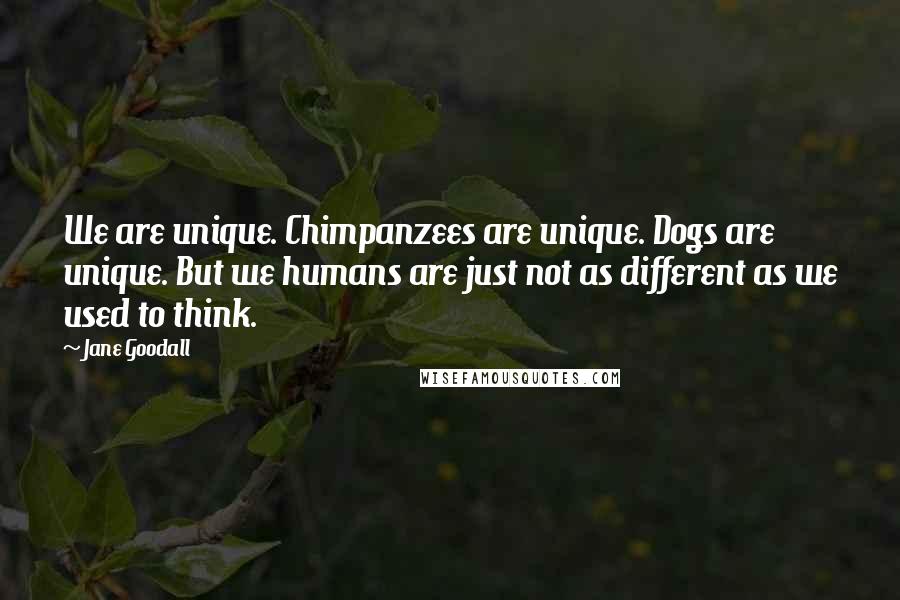 Jane Goodall Quotes: We are unique. Chimpanzees are unique. Dogs are unique. But we humans are just not as different as we used to think.