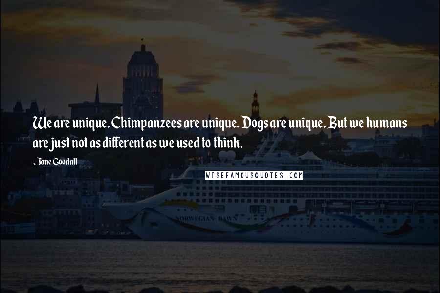 Jane Goodall Quotes: We are unique. Chimpanzees are unique. Dogs are unique. But we humans are just not as different as we used to think.