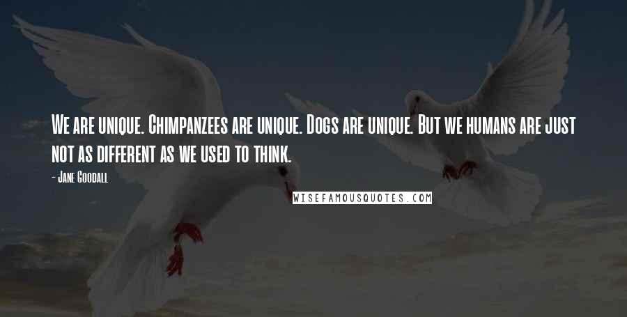 Jane Goodall Quotes: We are unique. Chimpanzees are unique. Dogs are unique. But we humans are just not as different as we used to think.