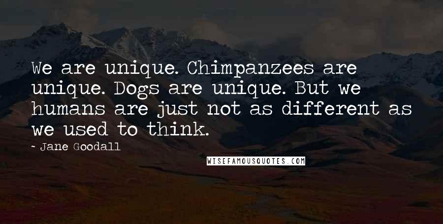 Jane Goodall Quotes: We are unique. Chimpanzees are unique. Dogs are unique. But we humans are just not as different as we used to think.