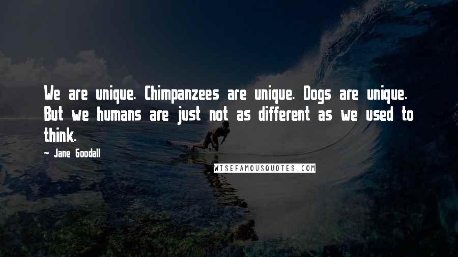 Jane Goodall Quotes: We are unique. Chimpanzees are unique. Dogs are unique. But we humans are just not as different as we used to think.