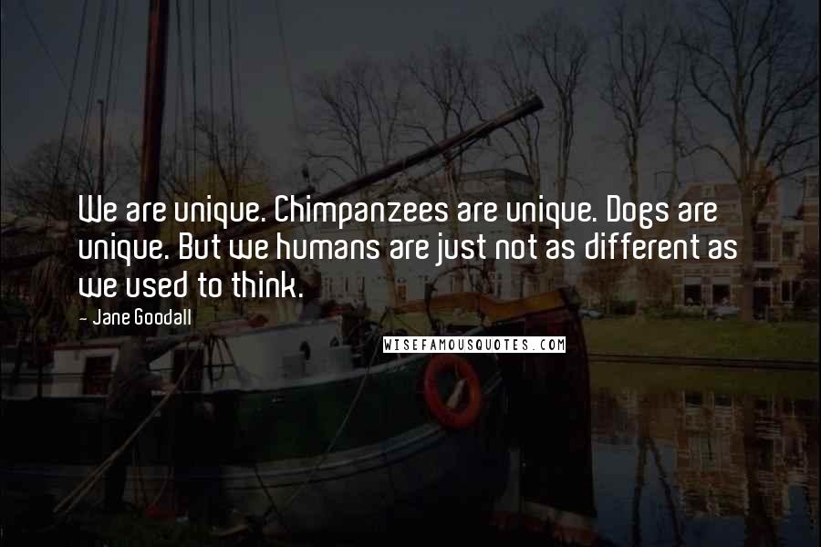 Jane Goodall Quotes: We are unique. Chimpanzees are unique. Dogs are unique. But we humans are just not as different as we used to think.