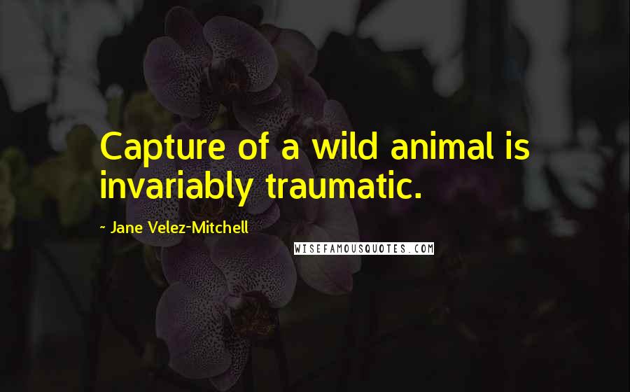 Jane Velez-Mitchell Quotes: Capture of a wild animal is invariably traumatic.