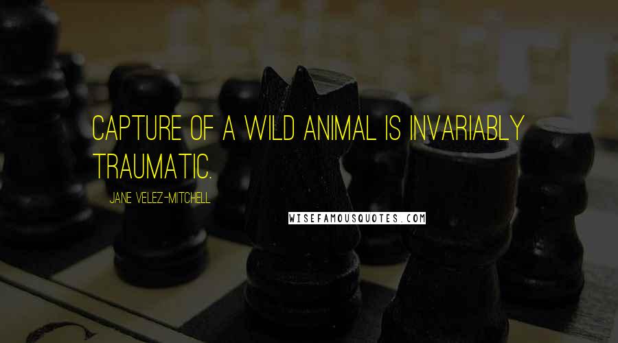 Jane Velez-Mitchell Quotes: Capture of a wild animal is invariably traumatic.