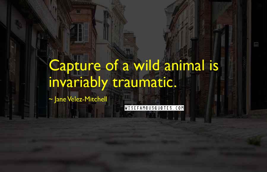 Jane Velez-Mitchell Quotes: Capture of a wild animal is invariably traumatic.