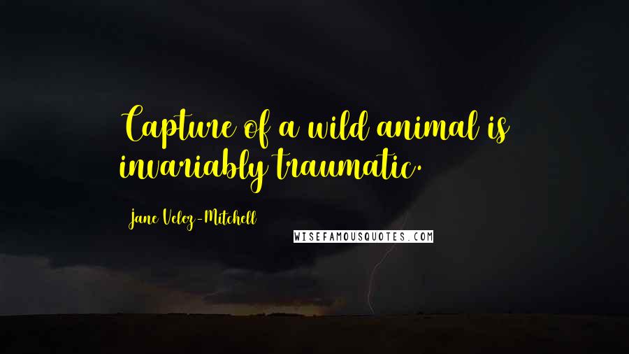 Jane Velez-Mitchell Quotes: Capture of a wild animal is invariably traumatic.