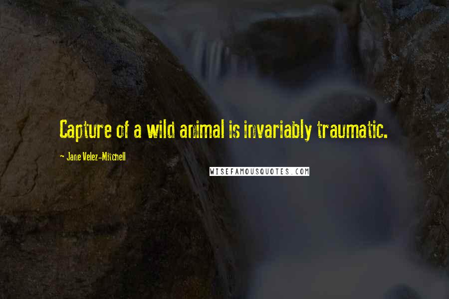 Jane Velez-Mitchell Quotes: Capture of a wild animal is invariably traumatic.