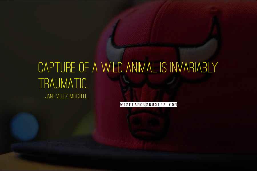 Jane Velez-Mitchell Quotes: Capture of a wild animal is invariably traumatic.