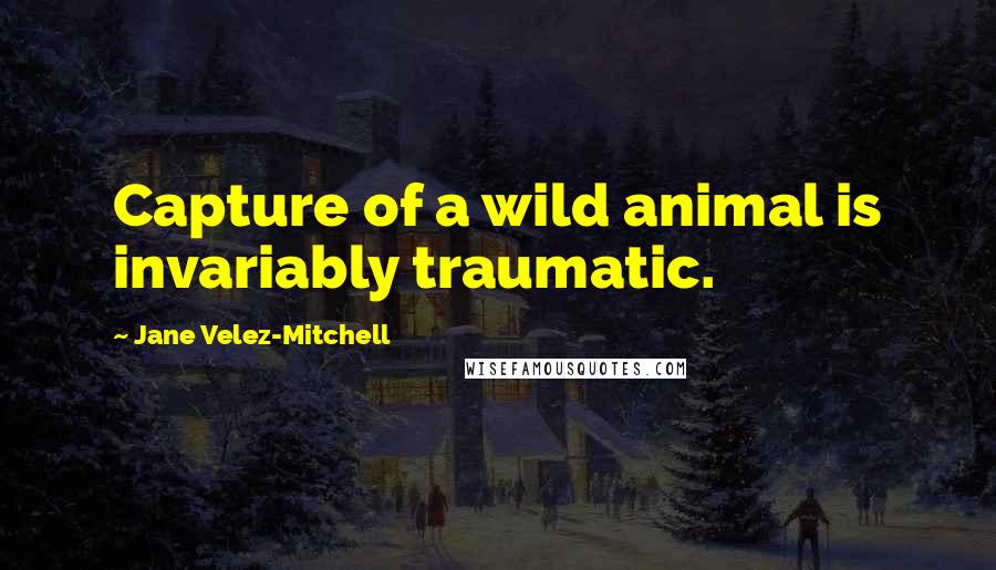 Jane Velez-Mitchell Quotes: Capture of a wild animal is invariably traumatic.