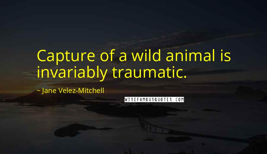 Jane Velez-Mitchell Quotes: Capture of a wild animal is invariably traumatic.