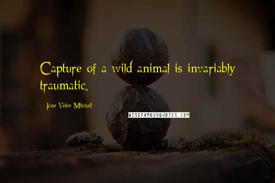 Jane Velez-Mitchell Quotes: Capture of a wild animal is invariably traumatic.