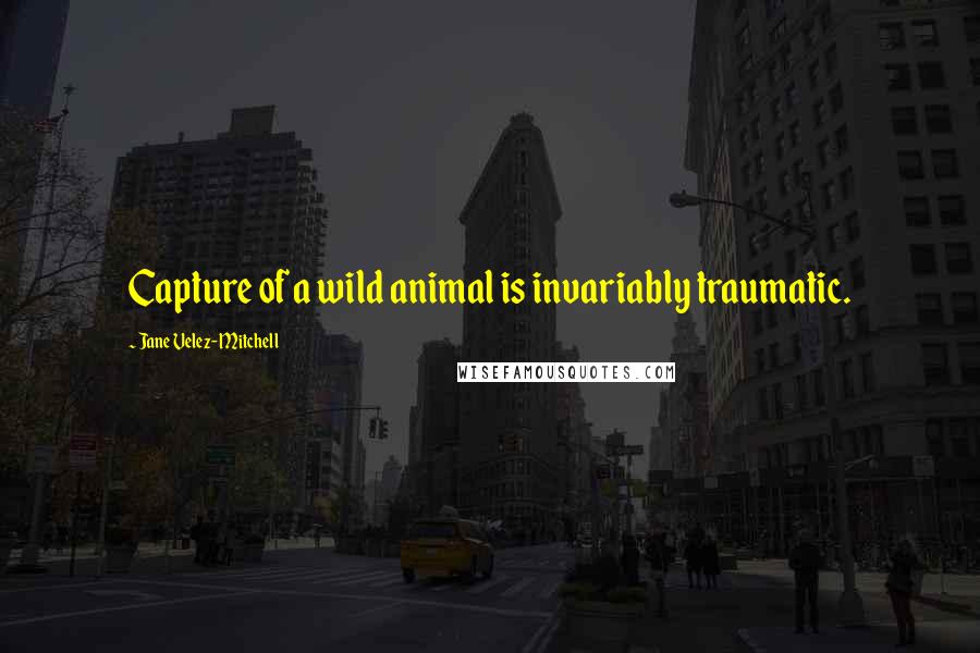 Jane Velez-Mitchell Quotes: Capture of a wild animal is invariably traumatic.