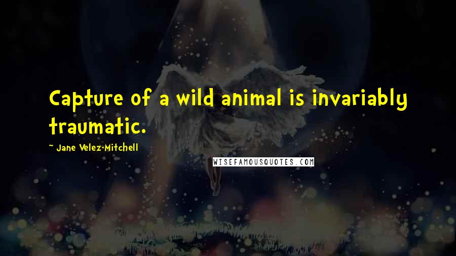 Jane Velez-Mitchell Quotes: Capture of a wild animal is invariably traumatic.