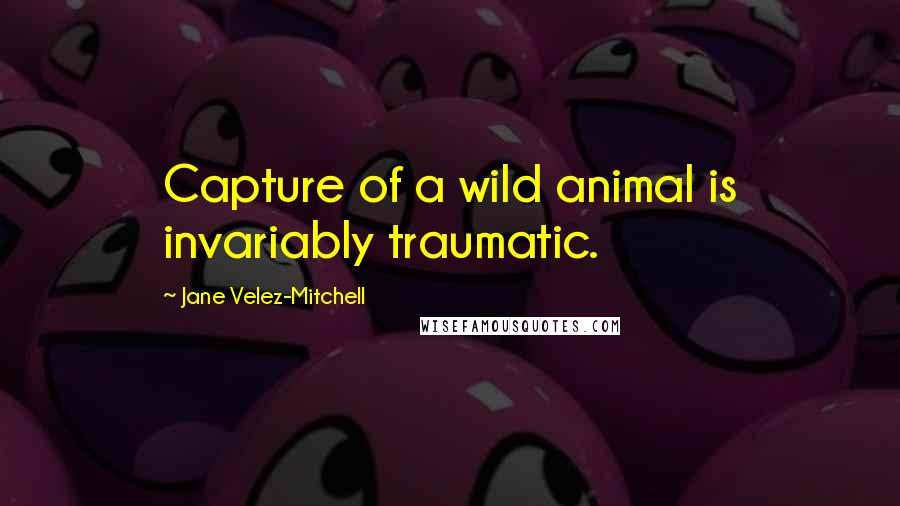 Jane Velez-Mitchell Quotes: Capture of a wild animal is invariably traumatic.