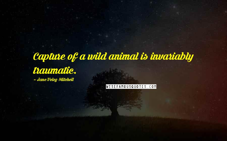 Jane Velez-Mitchell Quotes: Capture of a wild animal is invariably traumatic.