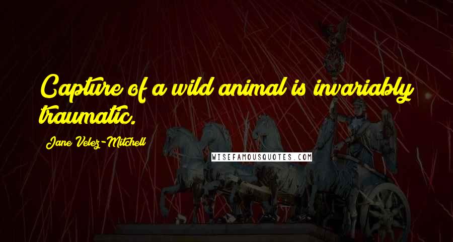 Jane Velez-Mitchell Quotes: Capture of a wild animal is invariably traumatic.