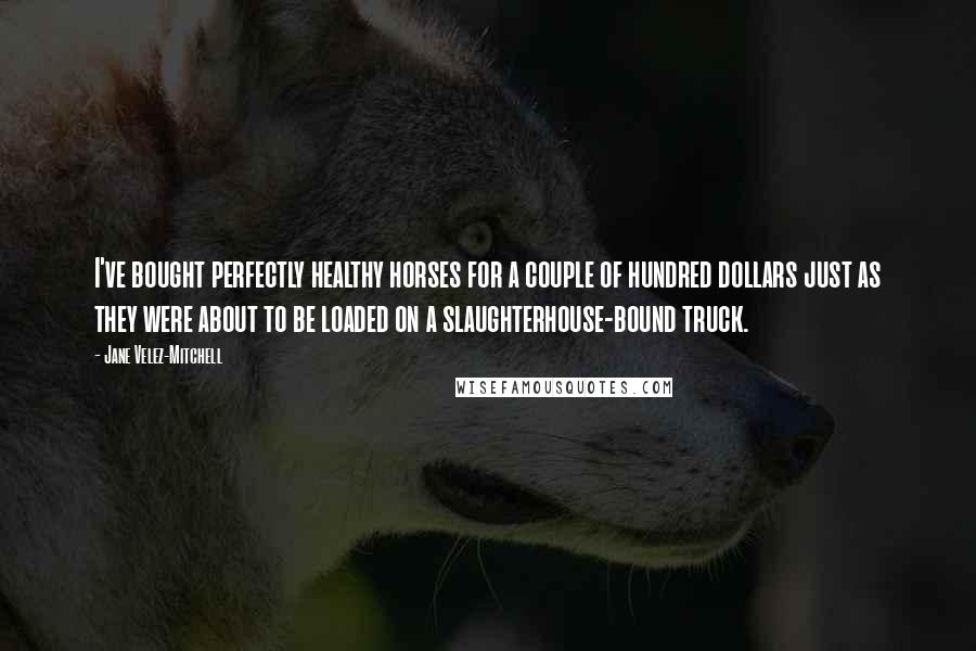 Jane Velez-Mitchell Quotes: I've bought perfectly healthy horses for a couple of hundred dollars just as they were about to be loaded on a slaughterhouse-bound truck.