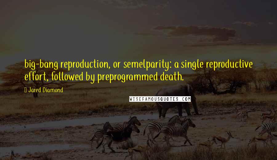 Jared Diamond Quotes: big-bang reproduction, or semelparity: a single reproductive effort, followed by preprogrammed death.