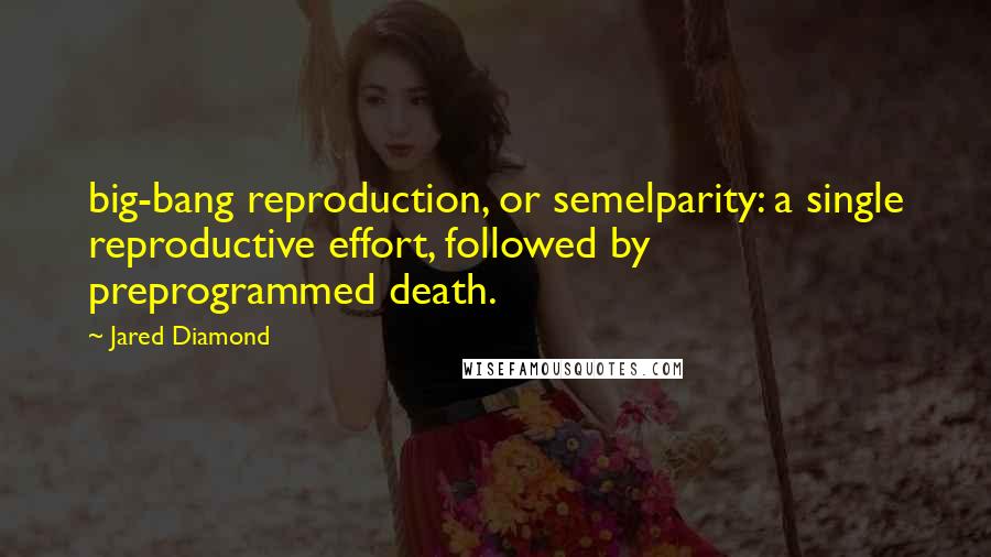 Jared Diamond Quotes: big-bang reproduction, or semelparity: a single reproductive effort, followed by preprogrammed death.