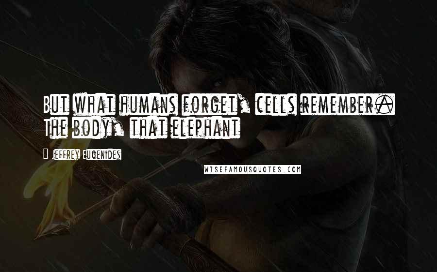 Jeffrey Eugenides Quotes: But what humans forget, cells remember. The body, that elephant