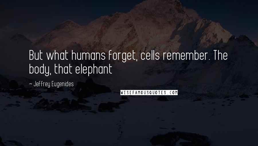 Jeffrey Eugenides Quotes: But what humans forget, cells remember. The body, that elephant