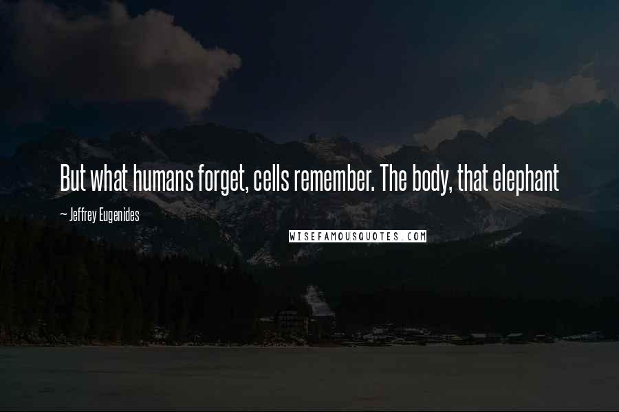 Jeffrey Eugenides Quotes: But what humans forget, cells remember. The body, that elephant