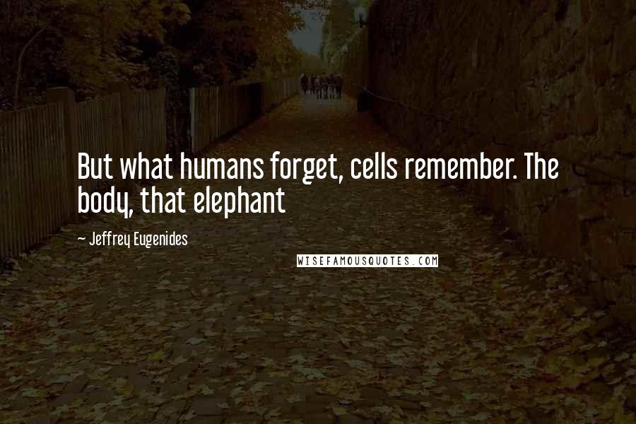 Jeffrey Eugenides Quotes: But what humans forget, cells remember. The body, that elephant