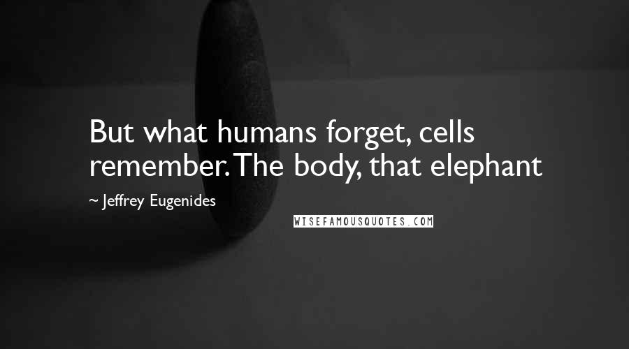 Jeffrey Eugenides Quotes: But what humans forget, cells remember. The body, that elephant