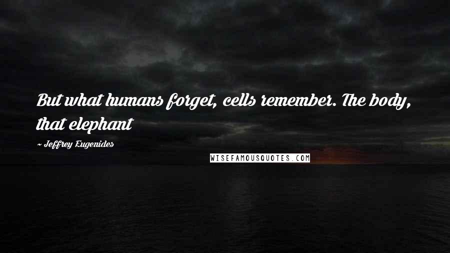 Jeffrey Eugenides Quotes: But what humans forget, cells remember. The body, that elephant