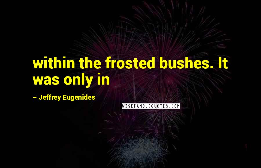 Jeffrey Eugenides Quotes: within the frosted bushes. It was only in