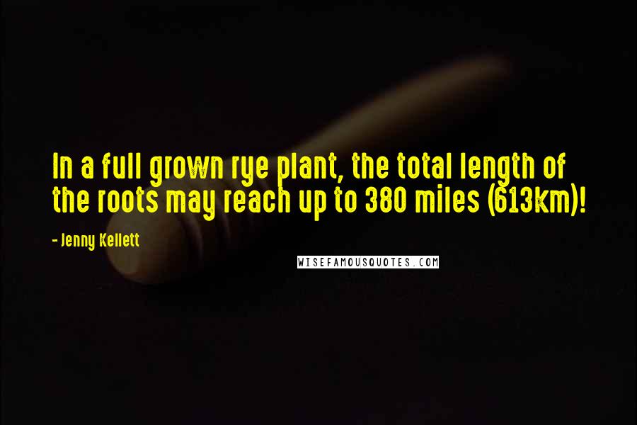 Jenny Kellett Quotes: In a full grown rye plant, the total length of the roots may reach up to 380 miles (613km)!