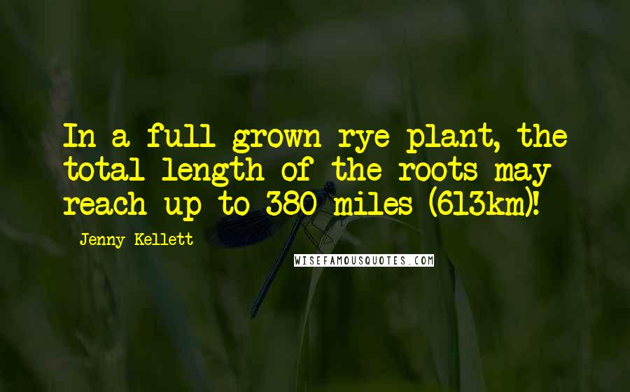 Jenny Kellett Quotes: In a full grown rye plant, the total length of the roots may reach up to 380 miles (613km)!