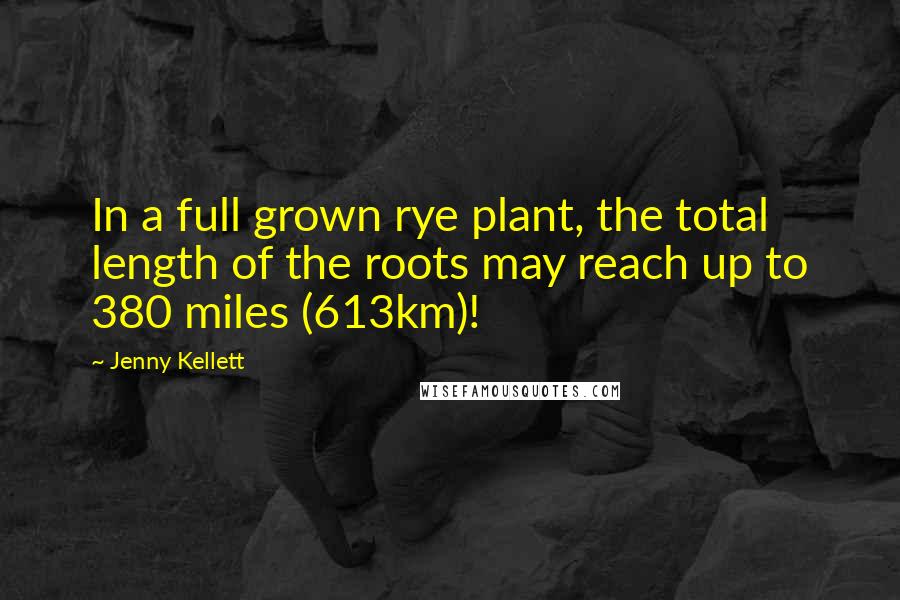 Jenny Kellett Quotes: In a full grown rye plant, the total length of the roots may reach up to 380 miles (613km)!