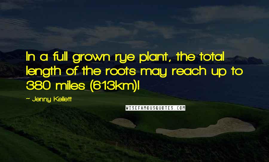 Jenny Kellett Quotes: In a full grown rye plant, the total length of the roots may reach up to 380 miles (613km)!