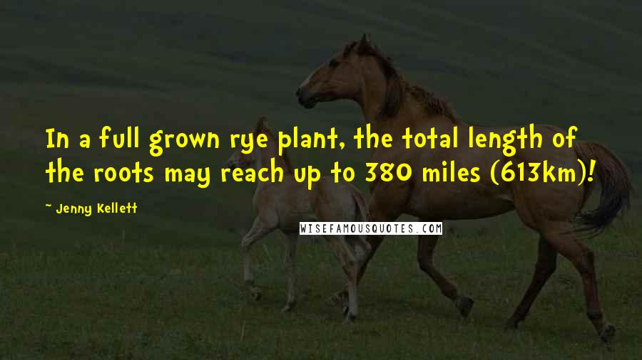 Jenny Kellett Quotes: In a full grown rye plant, the total length of the roots may reach up to 380 miles (613km)!
