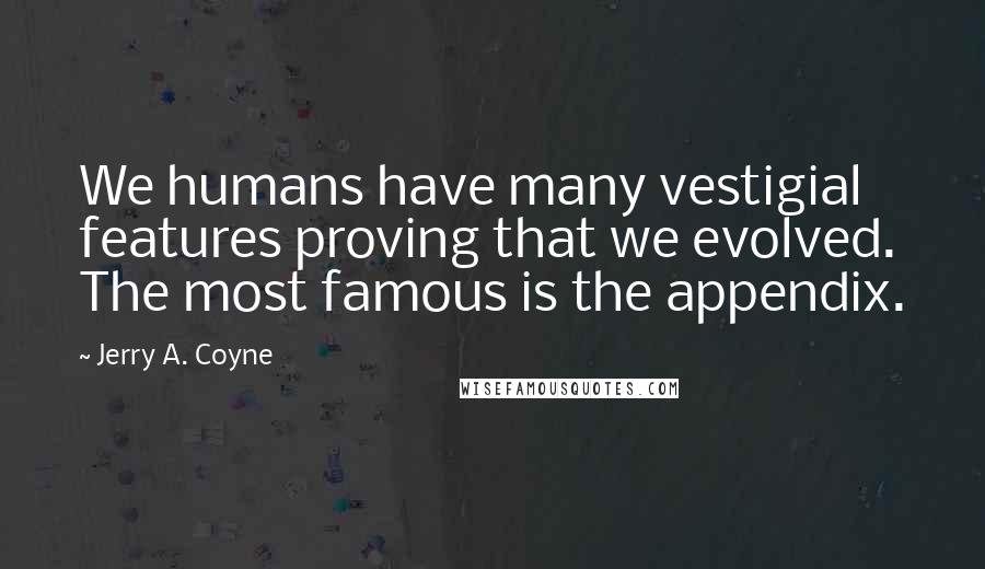 Jerry A. Coyne Quotes: We humans have many vestigial features proving that we evolved. The most famous is the appendix.