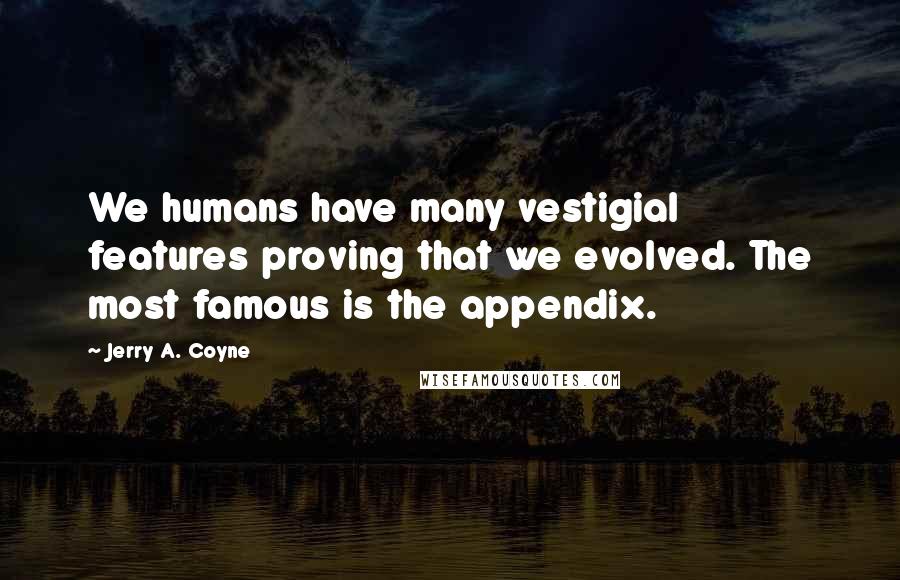 Jerry A. Coyne Quotes: We humans have many vestigial features proving that we evolved. The most famous is the appendix.