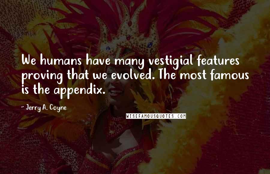 Jerry A. Coyne Quotes: We humans have many vestigial features proving that we evolved. The most famous is the appendix.