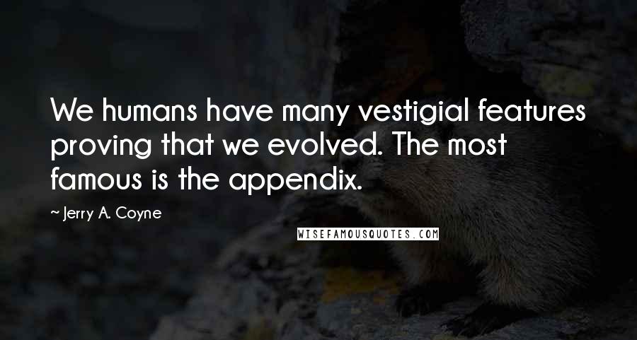 Jerry A. Coyne Quotes: We humans have many vestigial features proving that we evolved. The most famous is the appendix.