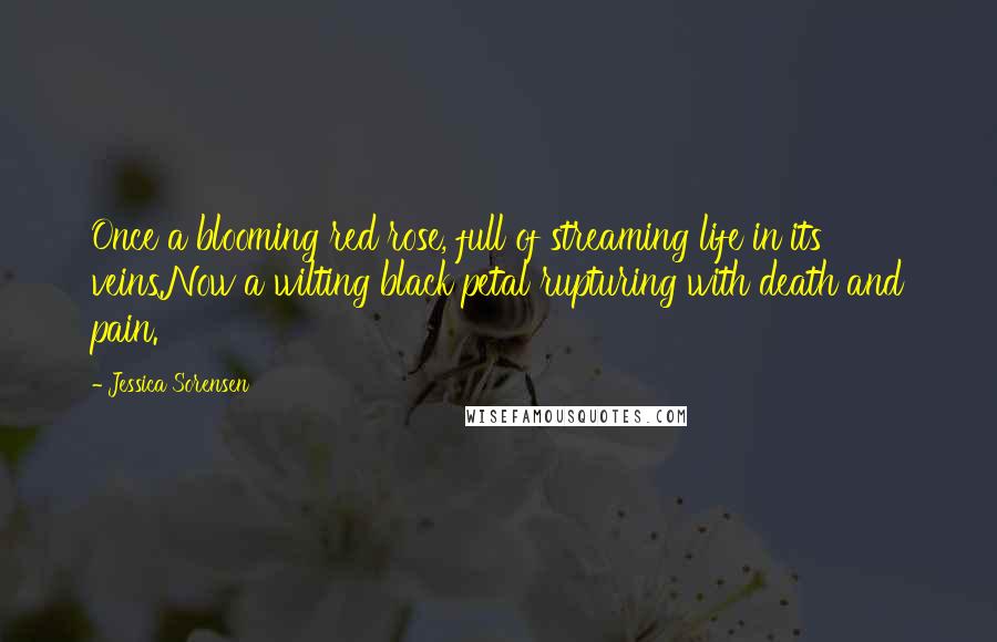 Jessica Sorensen Quotes: Once a blooming red rose, full of streaming life in its veins.Now a wilting black petal rupturing with death and pain.