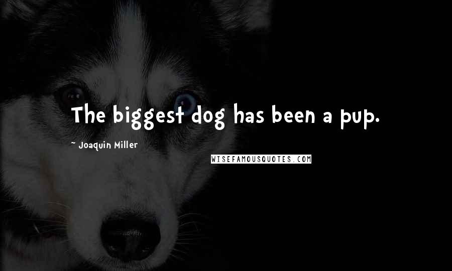 Joaquin Miller Quotes: The biggest dog has been a pup.