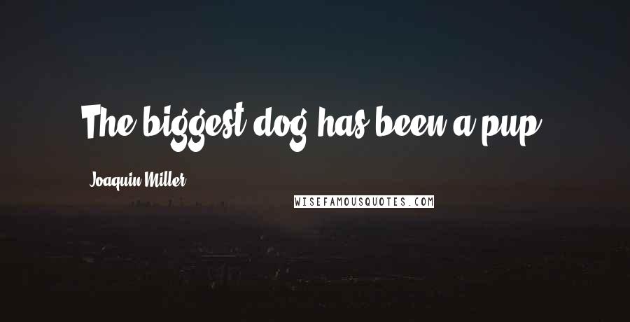 Joaquin Miller Quotes: The biggest dog has been a pup.