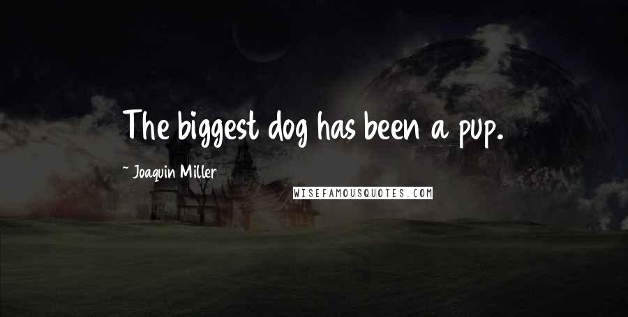 Joaquin Miller Quotes: The biggest dog has been a pup.